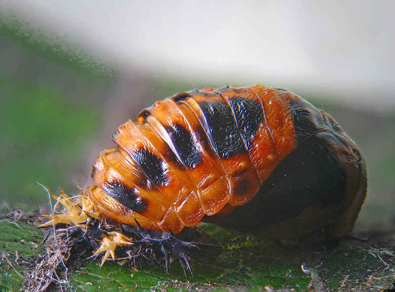 Coccinellidae: Harmonia axyridis